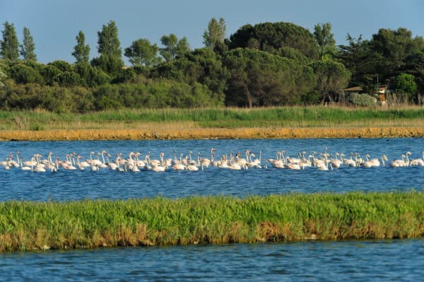 Les réserves naturelles et espaces préservés - Office de Tourisme Cap d'Agde Méditerranée