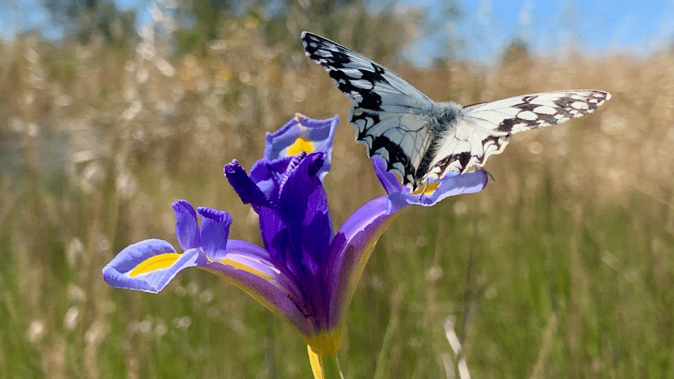 Cap d'Agde Méditerranée : agir pour la biodiversité _ Iris d'Espagne