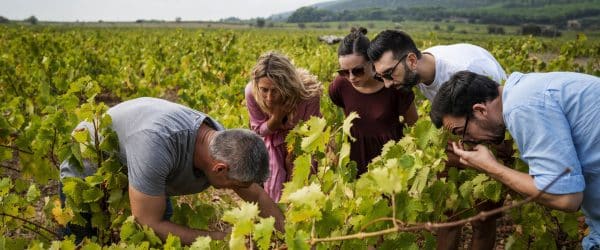 L'agenda des vignes avec l'Office de Tourisme Cap d'Agde Méditerranée