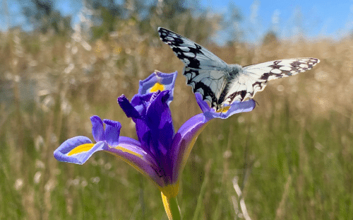 Cap d'Agde Méditerranée