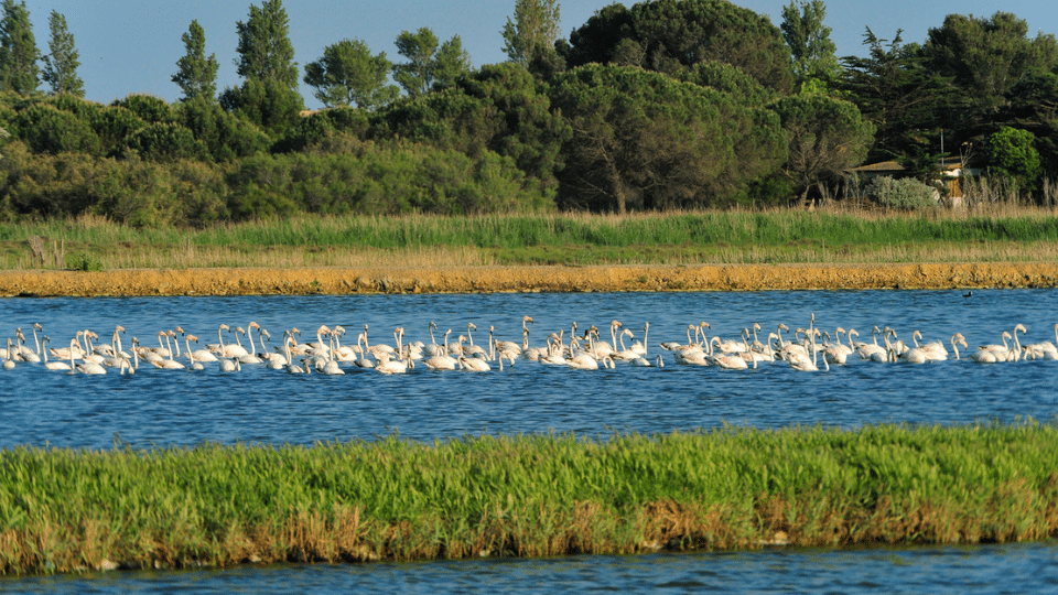 Cap d'Agde Méditerranée - Portiragnes Biodiversité- Le Bagnas